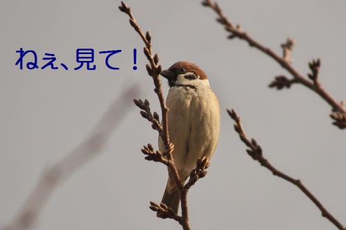 010_20130212210416.jpg