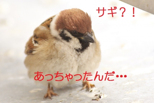 010_201402192103351b4.jpg