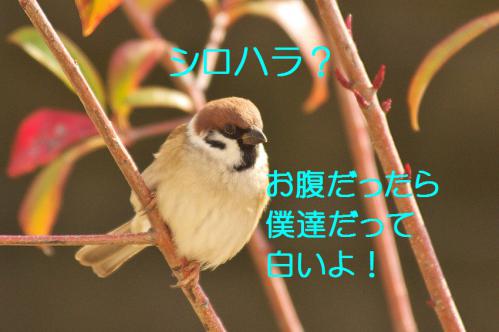 030_20130123004812.jpg