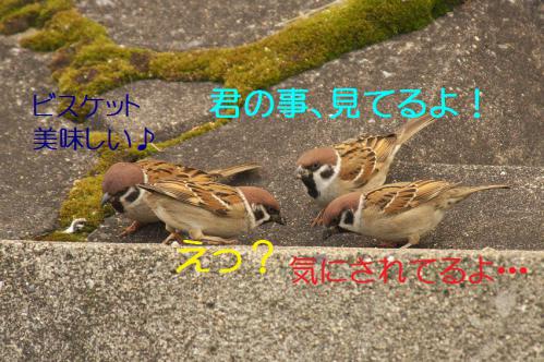 045_20130131194531.jpg