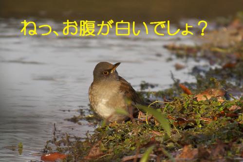 050_20130123004819.jpg
