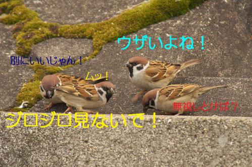 050_20130131194705.jpg