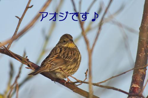050_20130209213142.jpg