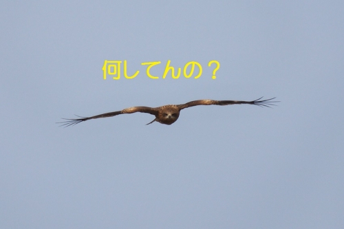 050_20140205205136863.jpg