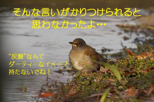 060_20130123004943.jpg