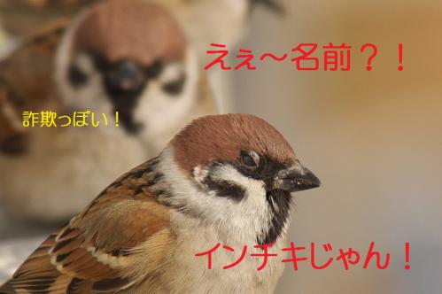 060_20130209213144.jpg
