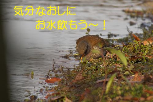 070_20130123004946.jpg