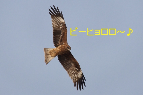 070_20140205205142c0d.jpg
