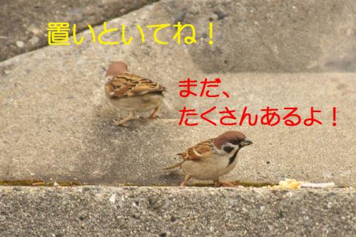 080_20130131194716.jpg