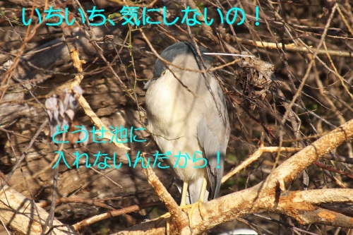 090_2014021921051041c.jpg