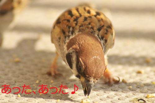 100_20130131194816.jpg