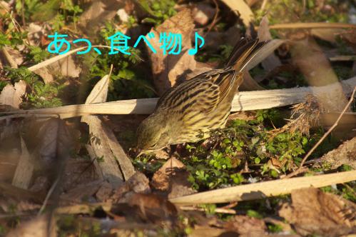 100_20130209213426.jpg