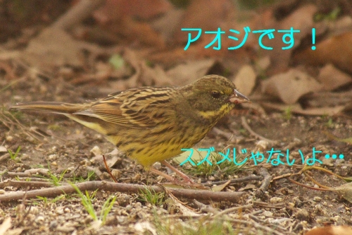 100_20140217211331b2e.jpg