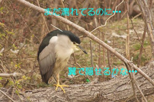 110_20130212210905.jpg