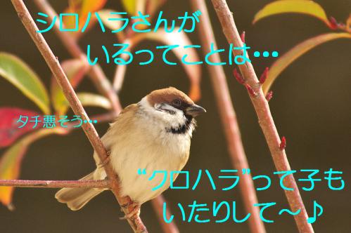 150_20130123005136.jpg