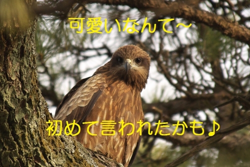 170_201402052053339ac.jpg