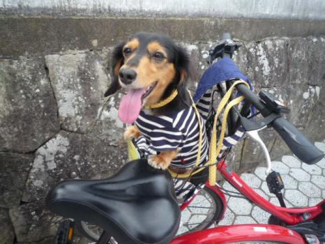 かご犬P1070401
