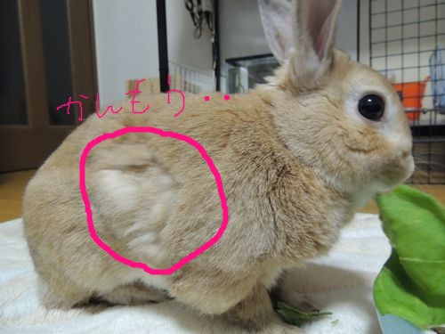 あさばな5