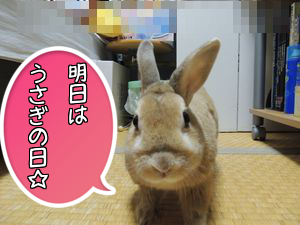 うさぎの日3