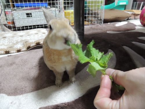 おくりもの5