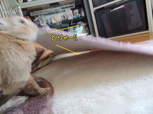 バナナ8