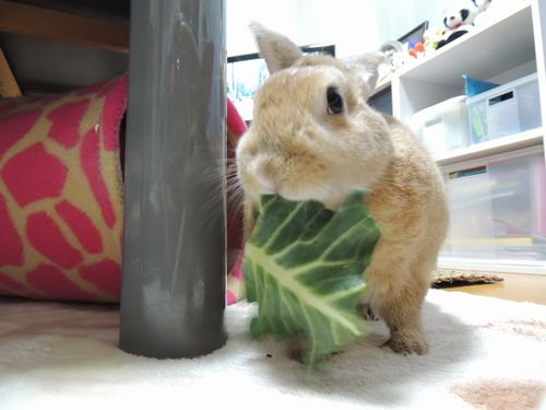 ブロッコリー4