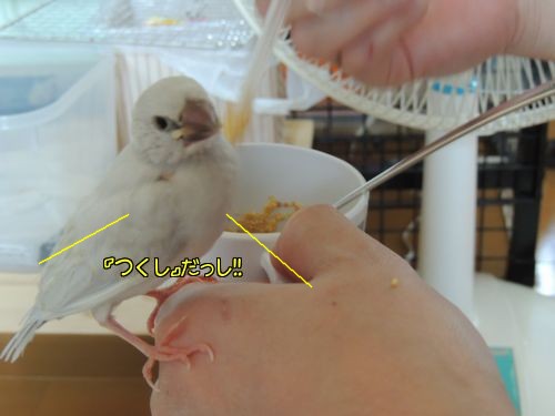新入り8