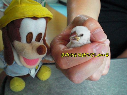 新入り10