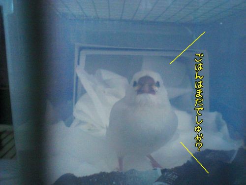 ごはん5
