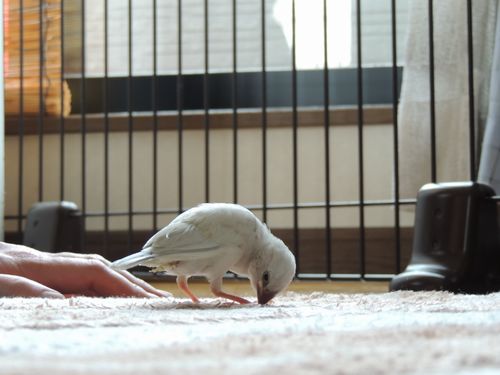 へやんぽ2