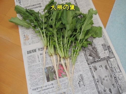だいこん1