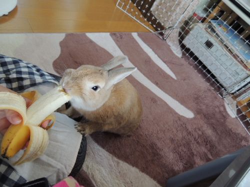 あしたば8