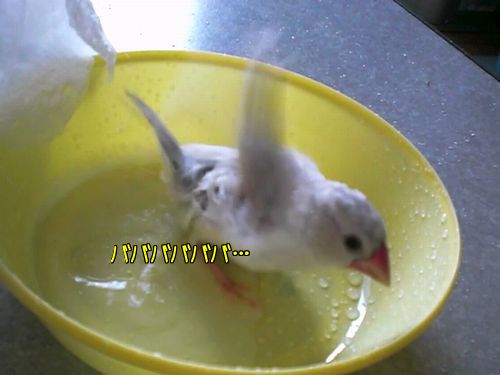 おいしー8