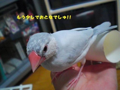 つめ6