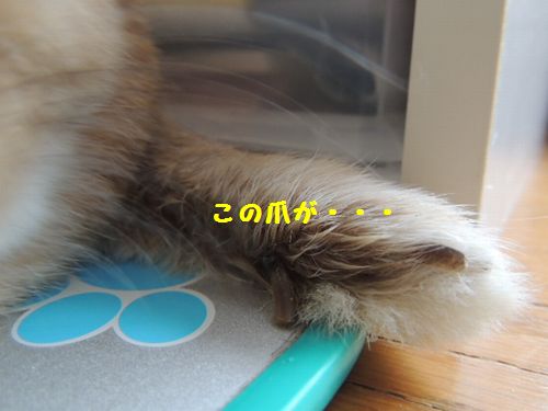 つめ8