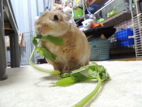 明日葉2