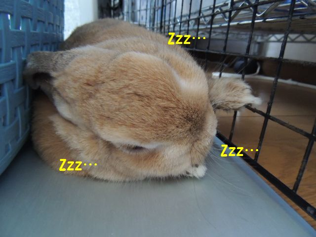 カメラ9