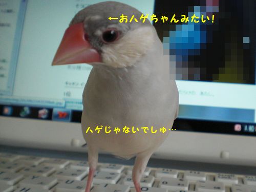 七夕9