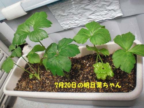 初収穫1