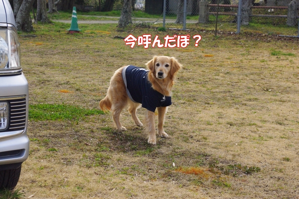 IMGP6017_20120411001827.jpg