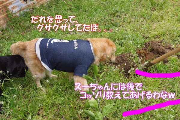IMGP6081_20120412002727.jpg