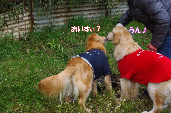 IMGP6112.jpg
