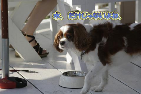 _MG_0651のコピー