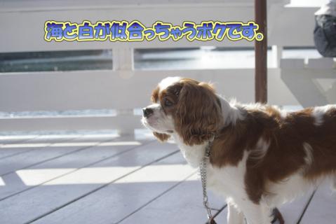 _MG_0594のコピー