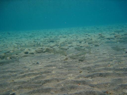 IMG_0042_20130617000908.jpg