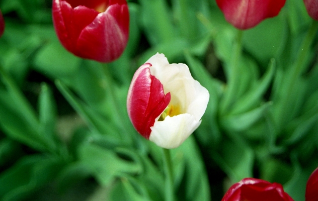 img033.jpg