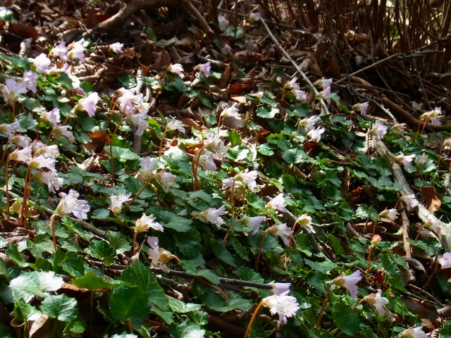 130415-176.jpg