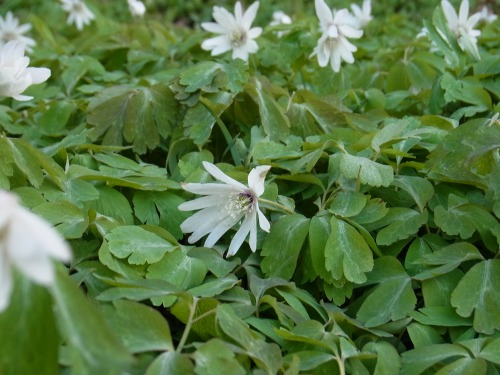 RIMG6270.jpg