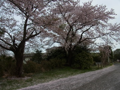RIMG6589.jpg