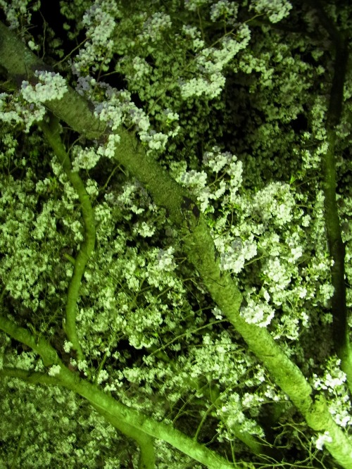 RIMG6625.jpg